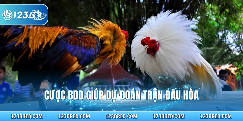 Đá Gà Đòn - Chi Tiết Về Hình Thức Thi Đấu Nổi Tiếng 3 Cược BDD giúp dự đoán trận đấu hòa