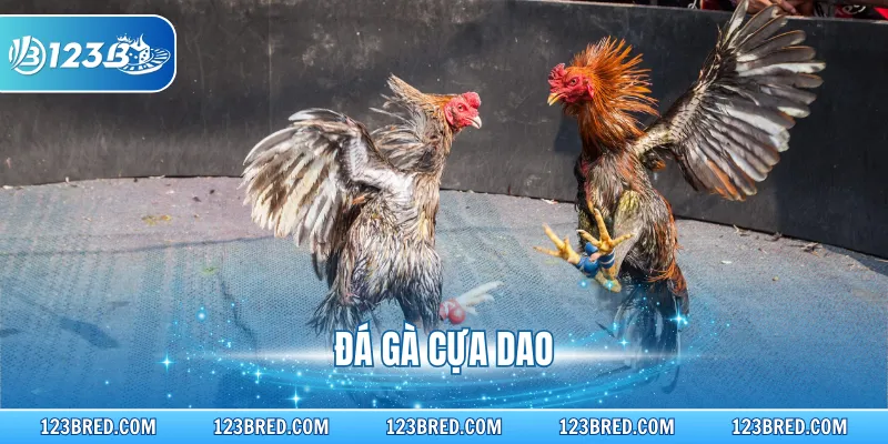 Đá Gà Cựa Dao – Sản Phẩm Giải Trí Hấp Dẫn Tại 123B 1 Đá Gà Cựa Dao – Sản Phẩm Giải Trí Hấp Dẫn Tại 123B