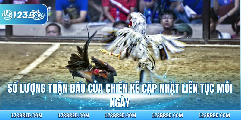 Đá Gà Cựa Dao – Sản Phẩm Giải Trí Hấp Dẫn Tại 123B 3 Số lượng trận đấu của chiến kê cập nhật liên tục mỗi ngày