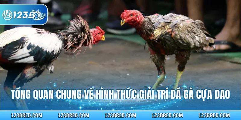 Đá Gà Cựa Dao – Sản Phẩm Giải Trí Hấp Dẫn Tại 123B 2 Tổng quan chung về hình thức giải trí đá gà cựa dao